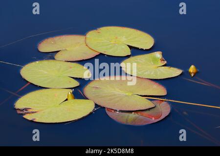 White water lily (Nymphaea alba), leaves, North Holland, Netherlands Stock Photo
