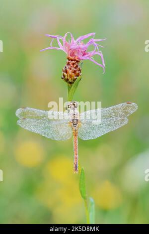 Blood red damselfly (Sympetrum sanguineum), female on meadow knapweed (Centaurea jacea), North Rhine-Westphalia, Germany Stock Photo