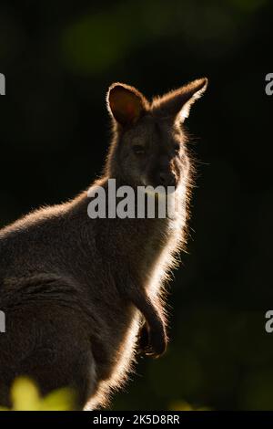 Red-naped wallaby or Bennett's kangaroo (Notamacropus rufogriseus, Macropus rufogriseus) in the back light Stock Photo