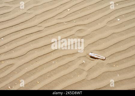 Ripple and razor clam (Ensis spec.) on the beach, North Sea, West Flanders, Flanders, Belgium Stock Photo