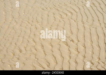 Ribs on the beach, North Sea, West Flanders, Flanders, Belgium Stock Photo