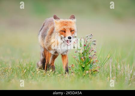 Red fox (Vulpes vulpes), Netherlands Stock Photo