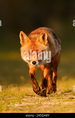 Red fox (Vulpes vulpes) in evening light, Netherlands Stock Photo