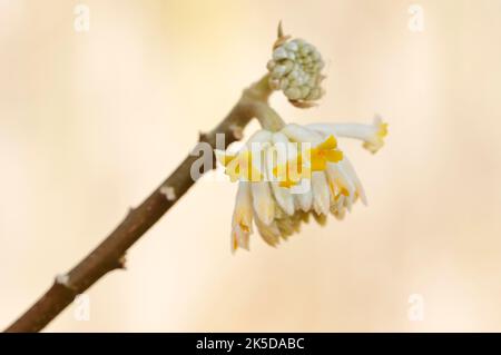 Japanese paper bush (Edgeworthia chrysantha, Edgeworthia papyrifera), branch with flowers, native to China, North Rhine-Westphalia, Germany Stock Photo