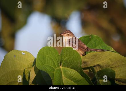 The plain prinia, also known as the plain wren-warbler or white-browed wren-warbler. Stock Photo