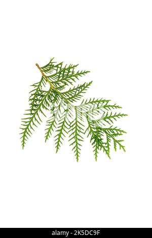 Green thuja Foliage Fragment isolated on a white background. The plant is used in the garden and medicine. Stock Photo