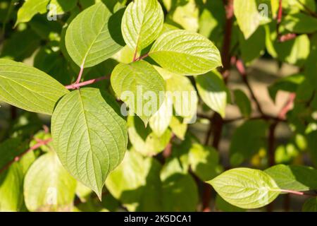 Branch of Cornus Alba closeup. Green natural summer background. Stock Photo