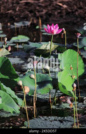 229 Pink lotus flower -Nelumbo nucifera- growing on the margins of Yellow Water-Ngurrungurrudjba Billabong. Kakadu-Australia. Stock Photo