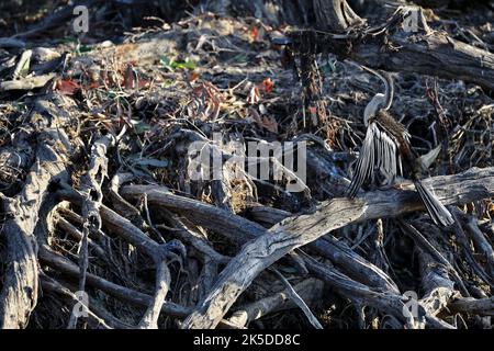 232 Australasian darter bird drying wings among dead tree trunks. Yellow Water Billabong-Kakadu-Australia. Stock Photo