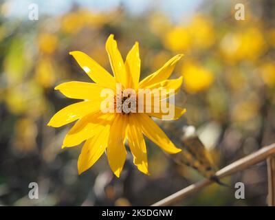 Jerusalem Artichoke, topinambur flowers - wild sunflower Stock Photo