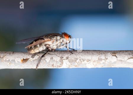 Flesh fly Sarcophagidae siiting on a fence Stock Photo