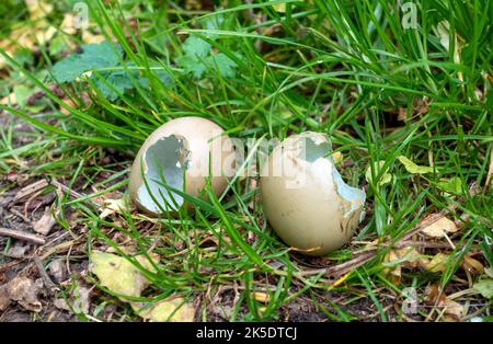 Wood pigeon egg shells in the Hampshire countryside, England, UK Stock Photo