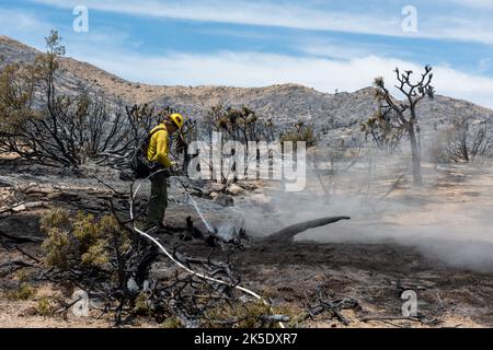 Joshua Tree National Park. A firefighter putting out hot spots in a burned area of the Elk Fire. The Elk Fire began on 26 May 2022 in the town of Yucca Valley. It burned 431 acres of land including over 100 acres in the northwest corner of Joshua Tree National Park. Firefighters from multiple agencies aggressively attacked the fire with the goal of full suppression.?Credit NPS/HSchwalbe Stock Photo