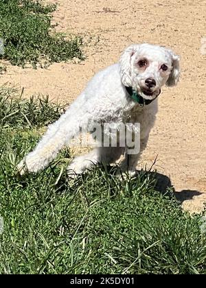 Poodle portrait in the summer with bright green background. Brown ...