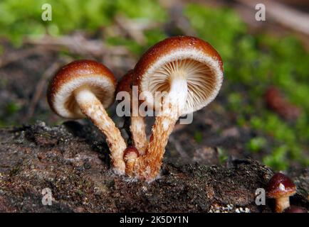 Hypholoma lateritium, sometimes called brick cap, chestnut mushroom, cinnamon cap, brick top, red woodlover, or kuritake is rarer and less well-known than its relatives, the inedible, and poisonous sulfur tuft (Hypholoma fasciculare) and the edible Hypholoma capnoides. Its fruiting bodies are generally larger than either of these. Hypholoma sublateritium is a synonym. Credit: BSpragg Stock Photo