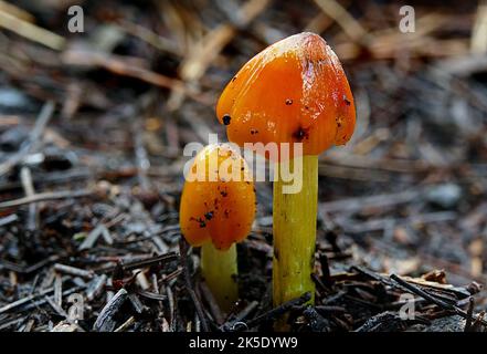 Hygrocybe conicoides. Hygrocybe is a genus of agarics (gilled fungi) in the family Hygrophoraceae. Called waxcaps in English (sometimes waxy caps in N America), basidiocarps (fruit bodies) are often brightly coloured and have dry to waxy caps, white spores, and smooth, ringless stems. In Europe they are characteristic of old, unimproved grasslands (termed waxcap grasslands) which are a declining habitat, making many Hygrocybe species of conservation concern. Elsewhere waxcaps are more typically found in woodlands. Around 150 species are recognized worldwide Credit: BSpragg Stock Photo