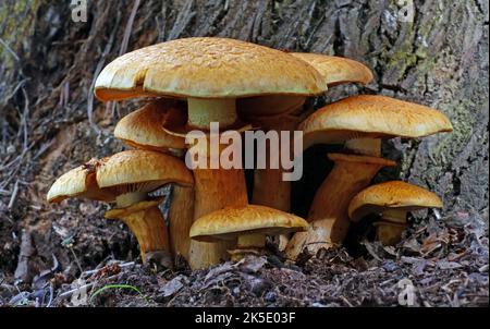 Gymnopilus junonius is a species of mushroom in the family Cortinariaceae. Commonly known as Laughing Gym, Laughing Cap, Laughing Jim, or the spectacular rustgill, this large orange mushroom is typically found growing on tree stumps, logs, or tree bases. Some subspecies of this mushroom contain the neurotoxic oligoisoprenoid gymnopilin. This specimen photographed in New Zealand, where Gymnopilus junonius was introduced. This mushroom is found growing in dense clusters on stumps and logs of both hardwoods and conifers. Gymnopilus junonius has psychoactive properties. ?Credit: BSpragg Stock Photo