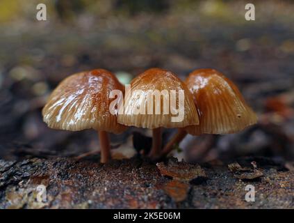 Mycena is a large genus of small saprotrophic mushrooms that are rarely more than a few centimeters in width. They are characterised by a white spore print, a small conical or bell-shaped cap, and a thin fragile stem. Most are grey or brown, but a few species have brighter colours. Most have a translucent and striate cap, which rarely has an incurved margin. The gills are attached and usually have cystidia. Some species, like Mycena haematopus, exude a latex when the stem is broken, and many species have a chlorine or radish-like odour. ?Credit: BSpragg Stock Photo