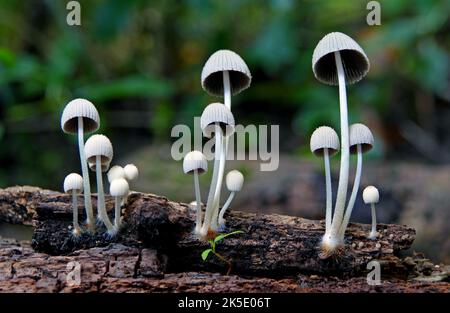 Mycena is a large genus of small saprotrophic mushrooms that are rarely more than a few centimeters in width. They are characterised by a white spore print, a small conical or bell-shaped cap, and a thin fragile stem. Most are grey or brown, but a few species have brighter colours. Most have a translucent and striate cap, which rarely has an incurved margin. The gills are attached and usually have cystidia. Some species, like Mycena haematopus, exude a latex when the stem is broken, and many species have a chlorine or radish-like odour. ?Credit: BSpragg Stock Photo