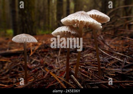 Mycena is a large genus of small saprotrophic mushrooms that are rarely more than a few centimeters in width. They are characterised by a white spore print, a small conical or bell-shaped cap, and a thin fragile stem. Most are grey or brown, but a few species have brighter colours. Most have a translucent and striate cap, which rarely has an incurved margin. The gills are attached and usually have cystidia. Some species, like Mycena haematopus, exude a latex when the stem is broken, and many species have a chlorine or radish-like odour. ?Credit: BSpragg Stock Photo