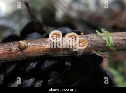 The Nidulariaceae ('nidulus' - small nest) are a family of fungi in the order Agaricales. Commonly known as the bird's nest fungi, their fruiting bodies resemble tiny egg-filled birds' nests. As they are saprobic, feeding on decomposing organic matter. Often seen growing on decaying wood and in soils enriched with wood chips or bark mulch; widely distributed in most ecological regions. The five genera within the family, namely, Crucibulum, Cyathus, Mycocalia, Nidula, and Nidularia, are distinguished from each other by differences in morphology and peridiole structure. Credit: BSpragg Stock Photo