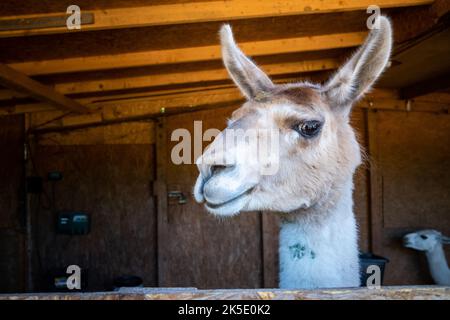 A closeup shot of the head of Llama Alpaca in a stable Stock Photo