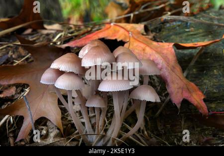 Mycena is a large genus of small saprotrophic mushrooms that are rarely more than a few centimeters in width. They are characterised by a white spore print, a small conical or bell-shaped cap, and a thin fragile stem. Most are grey or brown, but a few species have brighter colours. Most have a translucent and striate cap, which rarely has an incurved margin. The gills are attached and usually have cystidia. Some species, like Mycena haematopus, exude a latex when the stem is broken, and many species have a chlorine or radish-like odour. ?Credit: BSpragg Stock Photo