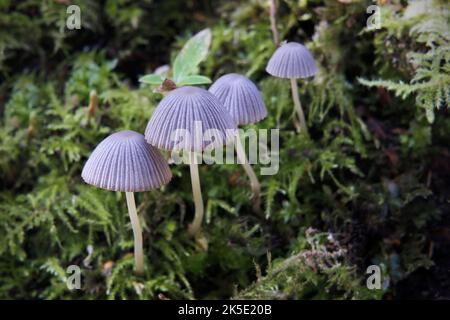 Mycena is a large genus of small saprotrophic mushrooms that are rarely more than a few centimeters in width. They are characterised by a white spore print, a small conical or bell-shaped cap, and a thin fragile stem. Most are grey or brown, but a few species have brighter colours. Most have a translucent and striate cap, which rarely has an incurved margin. The gills are attached and usually have cystidia. Some species, like Mycena haematopus, exude a latex when the stem is broken, and many species have a chlorine or radish-like odour. ?Credit: BSpragg Stock Photo