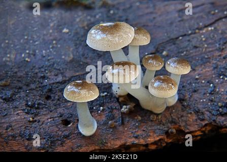 Mycena is a large genus of small saprotrophic mushrooms that are rarely more than a few centimeters in width. They are characterised by a white spore print, a small conical or bell-shaped cap, and a thin fragile stem. Most are grey or brown, but a few species have brighter colours. Most have a translucent and striate cap, which rarely has an incurved margin. The gills are attached and usually have cystidia. Some species, like Mycena haematopus, exude a latex when the stem is broken, and many species have a chlorine or radish-like odour. ?Credit: BSpragg Stock Photo