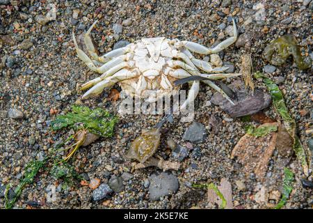 a dead white crab lying upside down on a sandy rocky beach. Beach is dark because it is wet, and there are bits of seaweed around. Stock Photo