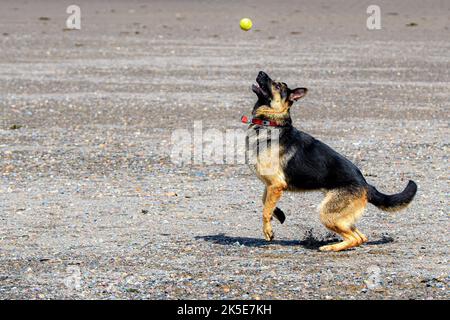 A german shepherd dog ready to catch a tennis ball on a beach. She is looking at at the ball with is just above her head. Stock Photo