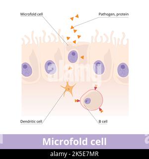 Microfold cell.	Found in the lymphoid tissue (GALT) of the Peyer's patches in the small intestine, and in the mucosa-associated lymphoid tissue (MALT) Stock Vector