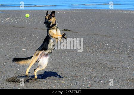 A german shepherd playing fetch on a beach. Her feet are off the ground as she looks left at the ball which is level with her head. Stock Photo