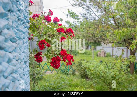 flower red pelargonium in a flowerpot hanging on the wall of the house. Stock Photo