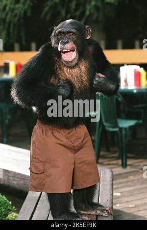MONKEY, FUNKY MONKEY, 2004 Stock Photo - Alamy