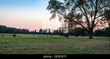 Rural panoramic background of cattle grazing in a southern pasture at twilight with a huge pecan tree to the right. Stock Photo