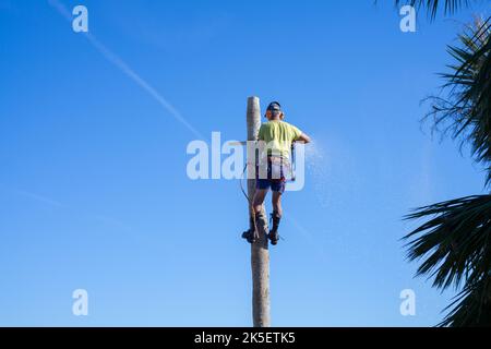 Tree surgeon hanging from rope and clampons trimming palm tree in