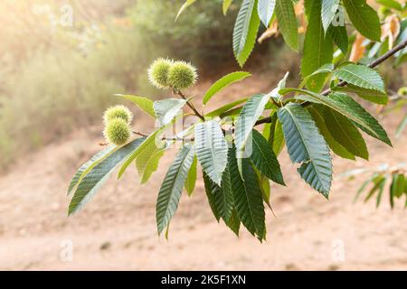 Branches of a chestnut tree in springtime Stock Photo