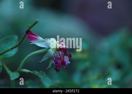 Pink rose dying because of pollution Stock Photo