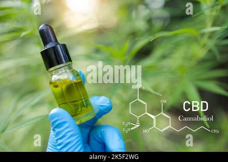 CBD elements, Hand holding Pipette with cannabis oil against Cannabis plant. CBD oil hemp products, Medicinal marijuana with extract oil in a bottle. Stock Photo