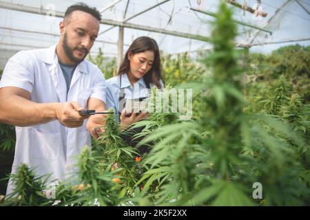 A scientist using tablet to collect data on cannabis  farm. Concept of Cannabis Cultivation and Hemp Oil Research for use in medicine. Stock Photo