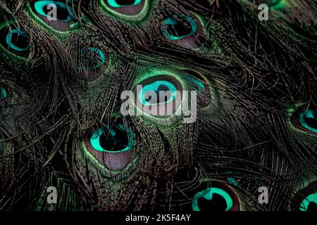Beautiful and colorful peacock bird feathers dark seamless abstract pattern texture design natural background image concept, colors wallpaper. Stock Photo