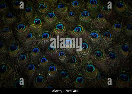 Beautiful and colorful peacock bird feathers with glitter seamless abstract pattern texture design natural background image concept, wallpaper. Stock Photo