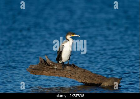 White-breasted Cormorant ( Phalacrocorax lucidus) Pilanesberg Nature Reserve, South Africa Stock Photo