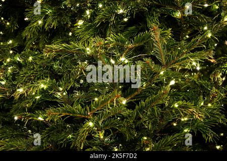 Small pine cones and raindrop on the branches. Blurred pine needles in background. nature picture. Closeup photo of green needle pine tree. Stock Photo