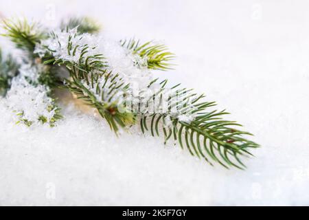 Winter background with snow-covered tree. spruce branch in the snow Stock Photo
