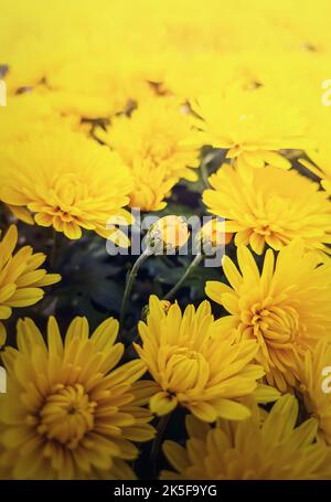 Amazing delicate purple Chrysanthemum flowers with thin stem growing on  tree against blurred environment, HD phone wallpaper | Peakpx