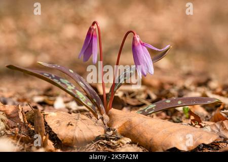 The fragile spring flowers, the dogtooth violet, or dens-canis, growing in the forest with dry leaves on the ground. Blurry brown background. Stock Photo