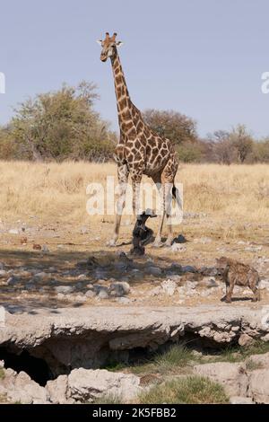 Leopard (Panthera pardus) drinking from a natural spring in Etosha National Park, Namibia. Spotted hyaena (Crocuta crocuta) and giraffe above. Stock Photo