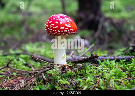 Amanita muscaria (fly agaric). Poisonous mushroom, red cap with white scales. Found in pine trees. Stock Photo